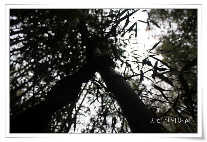 대나무-07.jpg